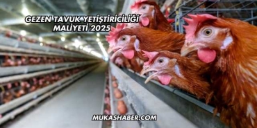 Gezen Tavuk Yetiştiriciliği Maliyeti 2025