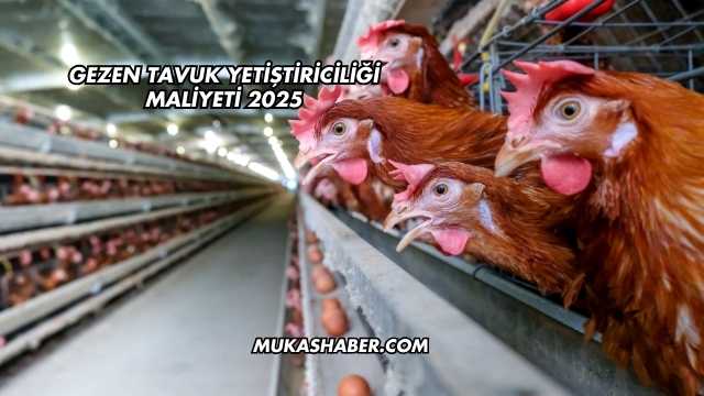 Gezen Tavuk Yetiştiriciliği Maliyeti 2025
