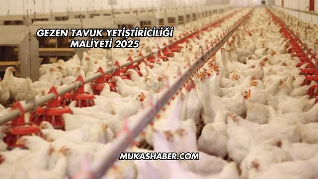 Gezen Tavuk Yetiştiriciliği Maliyeti 2025