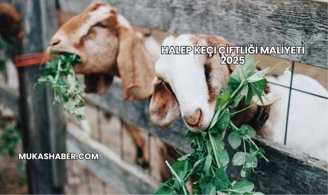 Halep Keçi Çiftliği Maliyeti 2025