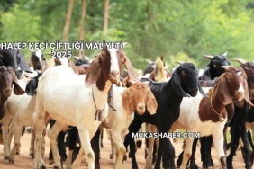 Halep Keçi Çiftliği Maliyeti 2025