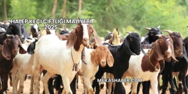 Halep Keçi Çiftliği Maliyeti 2025