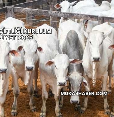 Hayvan Çiftliği Kurulum Maliyeti 2025