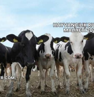 Hayvancılık Ruhsatı Maliyeti 2025