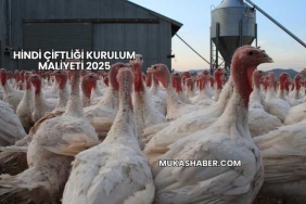Hindi Çiftliği Kurulum Maliyeti 2025