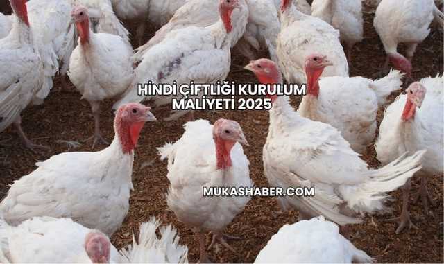 Hindi Çiftliği Kurulum Maliyeti 2025