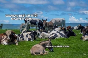 Izgaralı Besi Çiftliği Maliyeti 2025