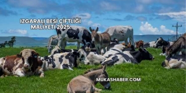 Izgaralı Besi Çiftliği Maliyeti 2025