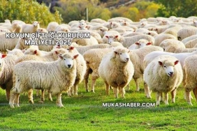 Koyun Çiftliği Kurulum Maliyeti 2025