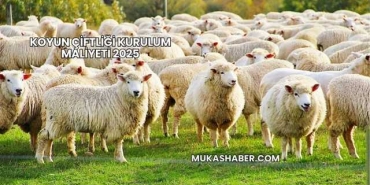 Koyun Çiftliği Kurulum Maliyeti 2025