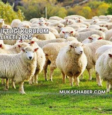 Koyun Çiftliği Kurulum Maliyeti 2025
