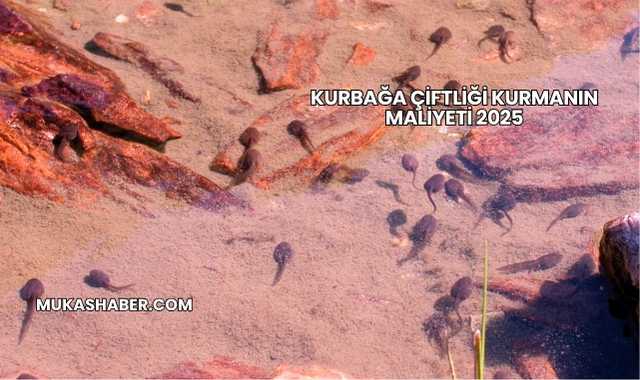 Kurbağa Çiftliği Kurmanın Maliyeti 2025