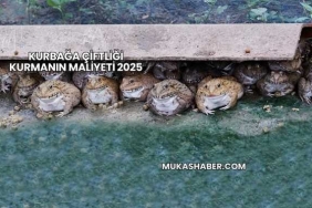 Kurbağa Çiftliği Kurmanın Maliyeti 2025