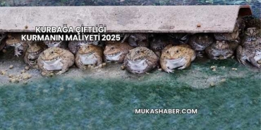 Kurbağa Çiftliği Kurmanın Maliyeti 2025