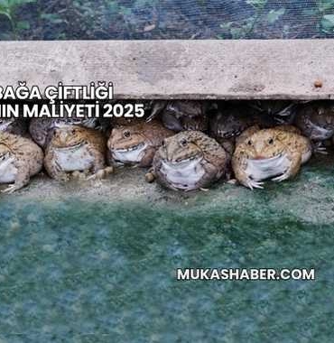 Kurbağa Çiftliği Kurmanın Maliyeti 2025
