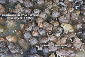 Kurbağa Üretim Çiftliği Maliyeti 2025