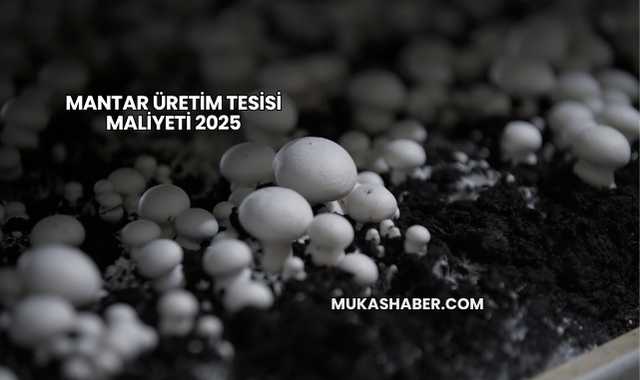Mantar Üretim Tesisi Maliyeti 2025