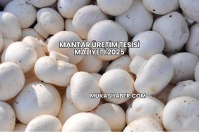 Mantar Üretim Tesisi Maliyeti 2025