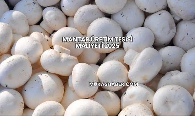 Mantar Üretim Tesisi Maliyeti 2025