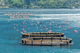 Midye Çiftliği Kurma Maliyeti 2025