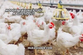 Modern Tavuk Çiftliği Maliyeti 2025