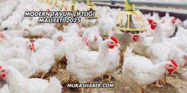 Modern Tavuk Çiftliği Maliyeti 2025