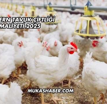 Modern Tavuk Çiftliği Maliyeti 2025