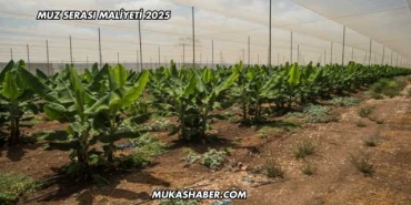 Muz Serası Maliyeti 2025