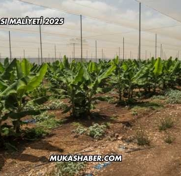 Muz Serası Maliyeti 2025