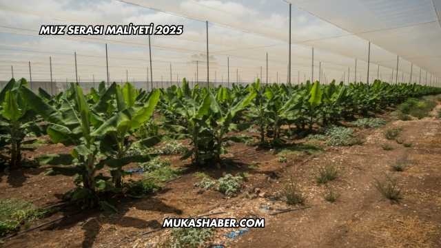 Muz Serası Maliyeti 2025