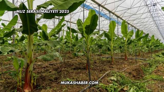 Muz Serası Maliyeti 2025