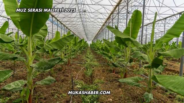 Muz Serası Maliyeti 2025