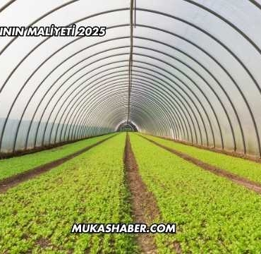 Muz Serasının Maliyeti 2025