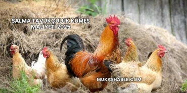 Salma Tavukçuluk Kümes Maliyeti 2025