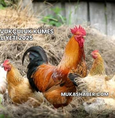 Salma Tavukçuluk Kümes Maliyeti 2025