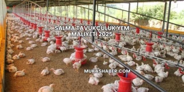 Salma Tavukçuluk Yem Maliyeti 2025