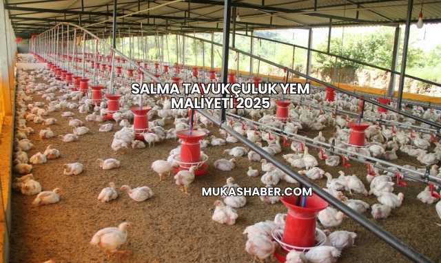 Salma Tavukçuluk Yem Maliyeti 2025