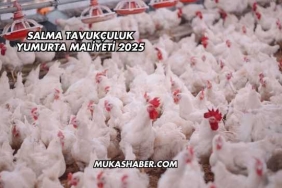 Salma Tavukçuluk Yumurta Maliyeti 2025