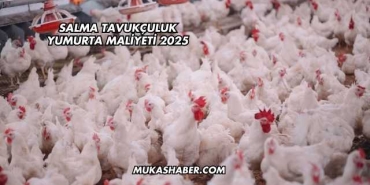 Salma Tavukçuluk Yumurta Maliyeti 2025