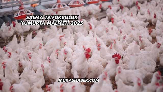 Salma Tavukçuluk Yumurta Maliyeti 2025