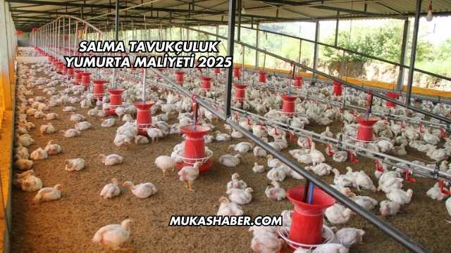 Salma Tavukçuluk Yumurta Maliyeti 2025