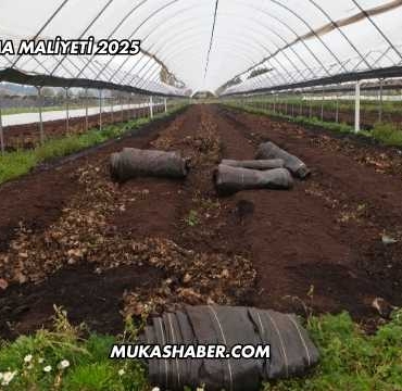 Sera Açma Maliyeti 2025