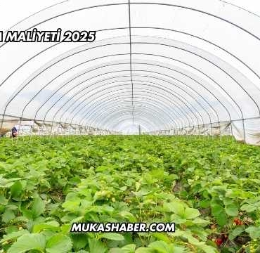 Sera Yapım Maliyeti 2025