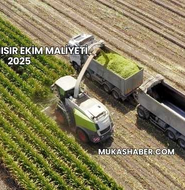 Silajlık Mısır Ekim Maliyeti 2025