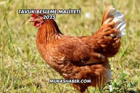 Tavuk Besleme Maliyeti 2025
