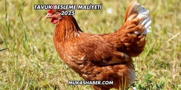 Tavuk Besleme Maliyeti 2025