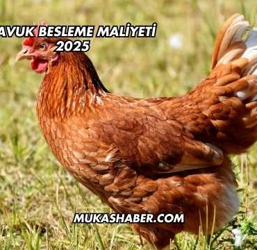 Tavuk Besleme Maliyeti 2025