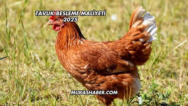 Tavuk Besleme Maliyeti 2025