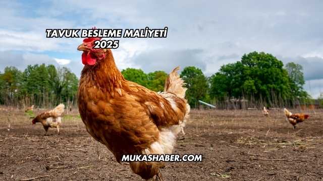 Tavuk Besleme Maliyeti 2025