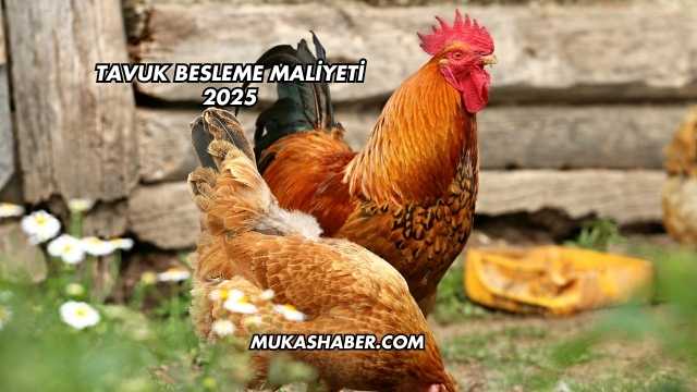 Tavuk Besleme Maliyeti 2025